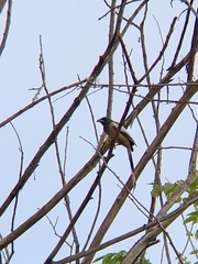 Dendrocitta vagabunda