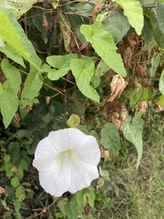 Calystegia silvatica