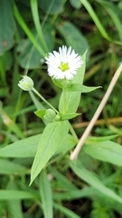 Stellaria radians