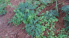 Psacalium peltatum