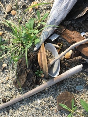 Strophitus undulatus