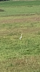 Ardeidae