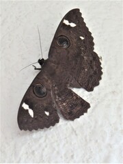 Erebus hieroglyphica