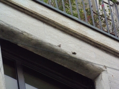 Ptyonoprogne rupestris