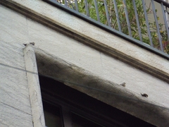 Ptyonoprogne rupestris