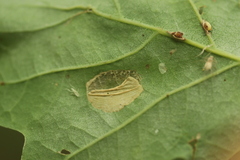 Phyllonorycter quercifoliella