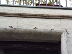 Ptyonoprogne rupestris