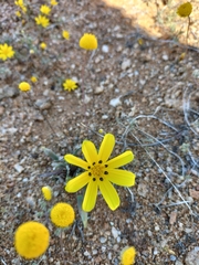 Gazania lichtensteinii