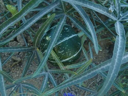 Image of Bitter Squash (Cucurbita digitata) by no rights reserved