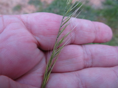 Festuca myuros