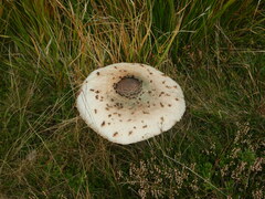 Macrolepiota procera