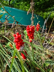 Arum cylindraceum