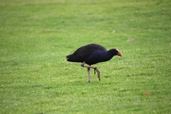Porphyrio melanotus