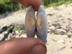 Strophitus undulatus