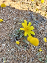 Gazania lichtensteinii