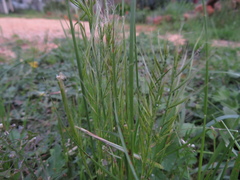 Festuca myuros