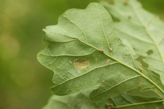 Phyllonorycter quercifoliella