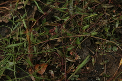 Veronica scutellata
