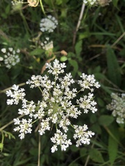 Daucus