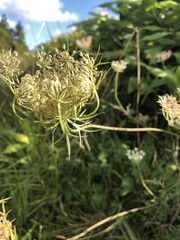 Daucus