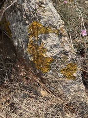 Xanthoria calcicola