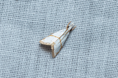 Pseudargyria interruptella