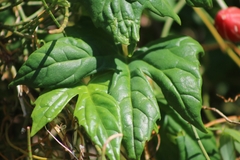 Diplocyclos palmatus