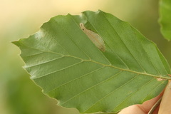 Phyllonorycter maestingella