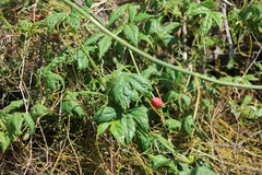 Diplocyclos palmatus