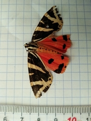 Euplagia quadripunctaria