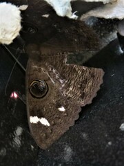 Erebus hieroglyphica