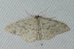 Idaea alyssumata