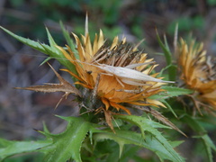 Oecanthus pellucens