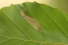 Phyllonorycter maestingella