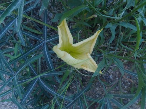 Image of Bitter Squash (Cucurbita digitata) by no rights reserved