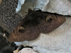 Spirama retorta