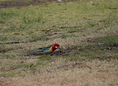 Platycercus eximius
