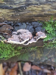 Heterobasidion annosum