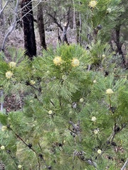 Isopogon anethifolius