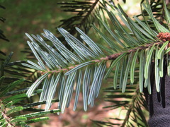 Abies homolepis