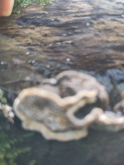 Heterobasidion annosum