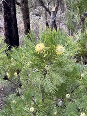 Isopogon anethifolius