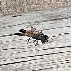 Ammophila