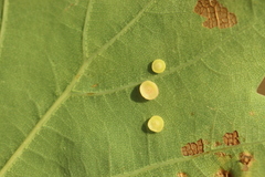 Neuroterus albipes