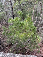 Isopogon anethifolius