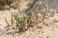 Plantago coronopus