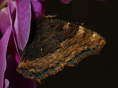 Nymphalis polychloros