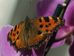 Nymphalis polychloros