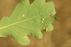 Neuroterus albipes