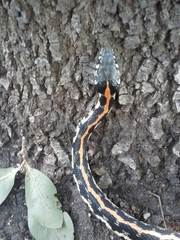 Thamnophis cyrtopsis ocellatus